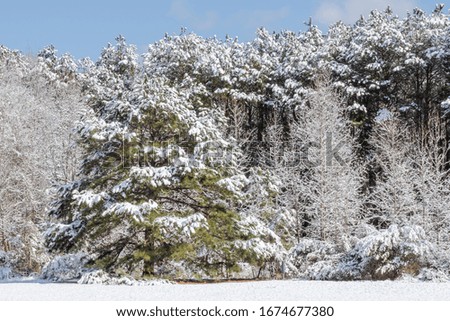A large spruce tree covered in snow following a winter snow storm.