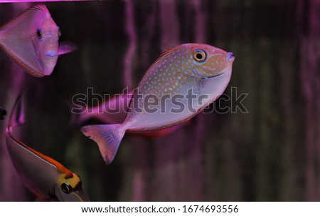The beautiful Vlamingii Tang (Vlaming's Unicornfish, Bignose Unicornfish) in marine aquarium. Naso vlamingii is a species of marine fish in the family Acanthuridae.