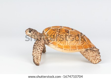 Sea turtle on White Background