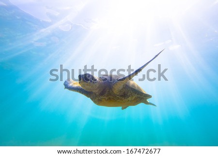 Hawaii Green Sea Turtle 