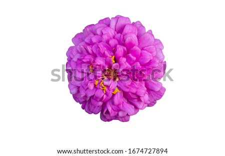 Flowers are separate on a white background. There are red, pink,purple, and white  zinnia flowers.