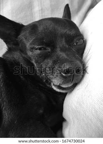 Black color Chihuahua is sleeping on the sofa