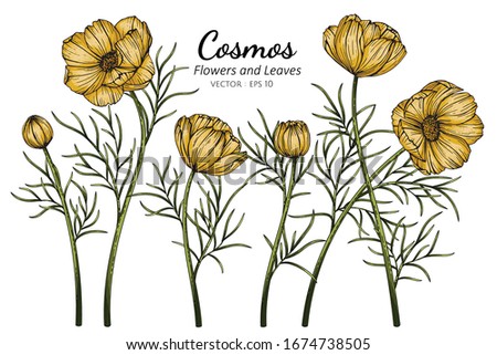 Yellow Cosmos flower and leaf drawing illustration with line art on white backgrounds.















