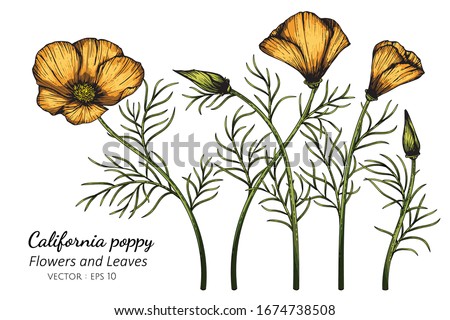 Orange California Poppy flower and leaf drawing illustration with line art on white backgrounds.