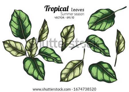 Set of Tropical leaf drawing illustration with line art on white backgrounds.






