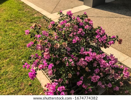 Picture of the pink flower, bougainvillea planted in the flowerbed beside a path on a clear sunny day, used as a wallpaper or background.