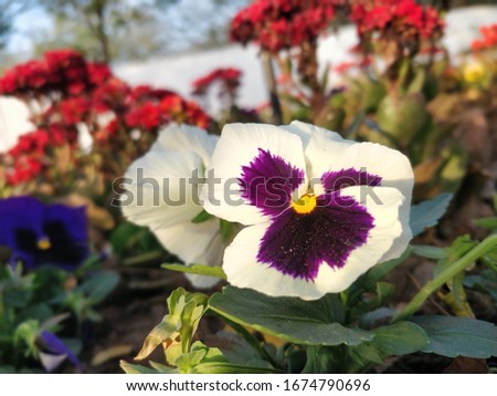Blooming white purple Garden Pansy flower