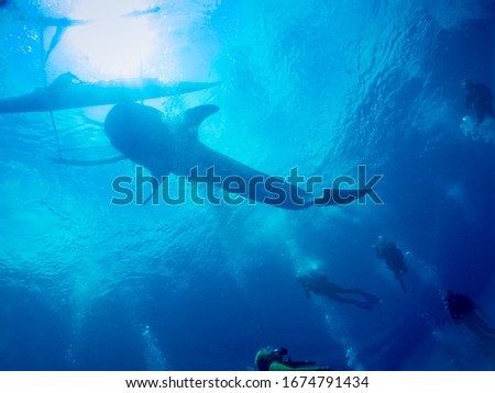 undersea Philippines. Male of a Whale shark (Rhincodon typus) is a filter feeding shark and the largest known extant fish species Royalty-Free Stock Photo #1674791434