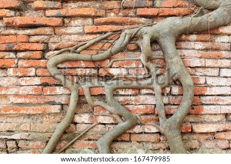 Root wood covered brick wall, Thailand