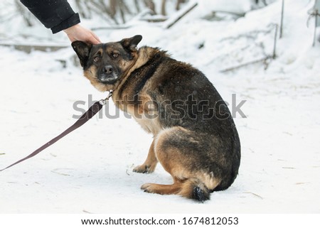 Hand caressing scared homeless three-legged dog. Adoption concept. Disabled dog