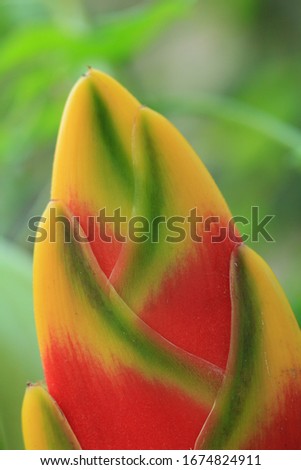 A smaller Heliconia with small, pointy, upright flowers, resembling that of a spear.