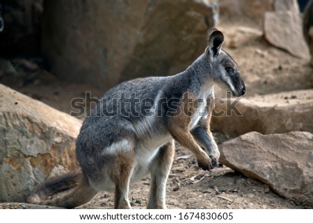 the yellow footed rock wallaby is a cute grey, white and brown wallaby