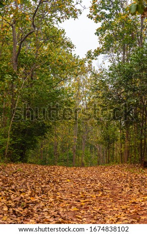 Fallen leaves with jungle trees . Selective Focus is used.
