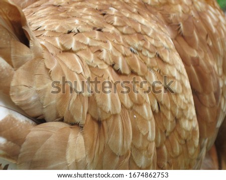 A close up of a New Hampshire chicken showing it's light brown feathers
