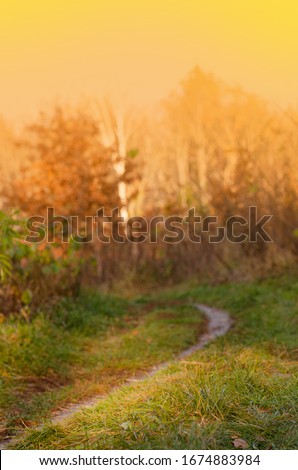 Autumn fall forest. Magic autumn forest. Colorful autumn footpath. Autumn forest road. Beautiful morning in forest