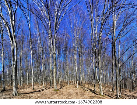 landscape in a leafless forest