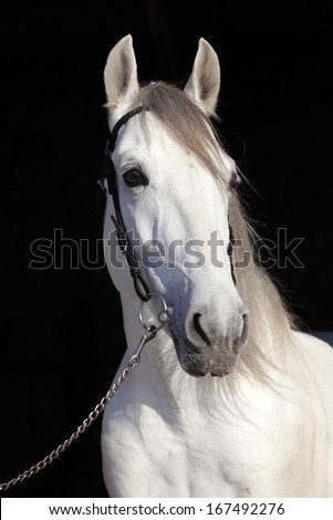 White horse against the black background