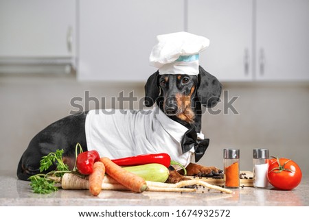 Black and tan dachshund cooker wearing white chef hat and robe in the kitchen, in cooking process. Fresh vegetables and spice ingredients on the table. Indoors, funny picture.
