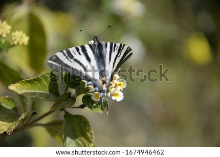 a butterfly on a flower, Alicante Province, Costa Blanca, Spain
