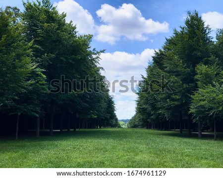 Line up trees on both sides of green meadow