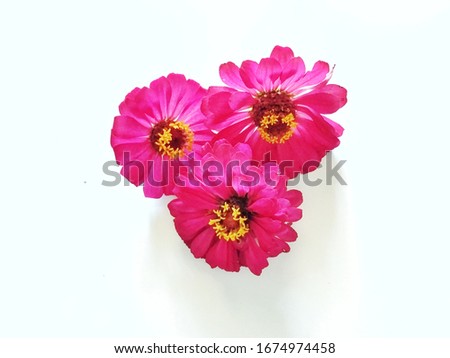 flower photo with a white background

