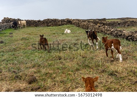 calves and cows grazing in a typical landscape of the island of El Hierro.  Livestock farming is very important to El Hierro.  In the north of the island you can see this picture.