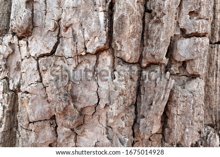  tree bark background. Brown tileable texture of the old tree.
