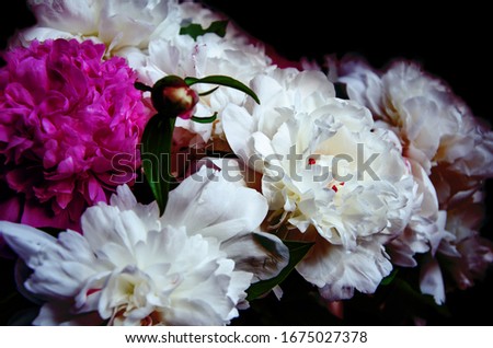 White peony flowers on black background