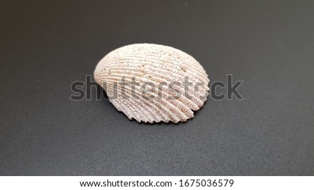 Seashell on a black background