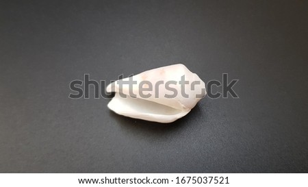 Seashell on a black background