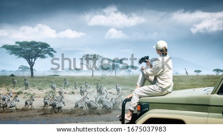 Woman tourist on safari in Africa, traveling by car in Kenya and Tanzania, watching zebras and antelopes in the savannah. Adventure and wildlife exploration in Africa. Serengeti National Park.