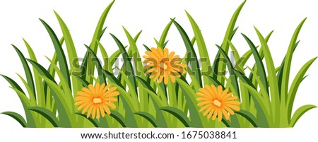 Bush with yellow flowers on white background illustration