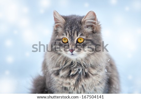 Cute siberian cat sitting in the snow