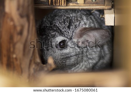 cute chinchilla looks frightened from a mink in which she hid, concept behavior pets, fluffy rodent in a cage