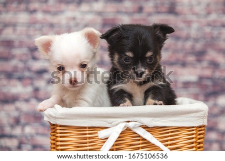 Purebred cute chihuahua puppy dog 