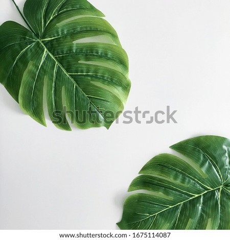 Monstera leaves on  a white background
