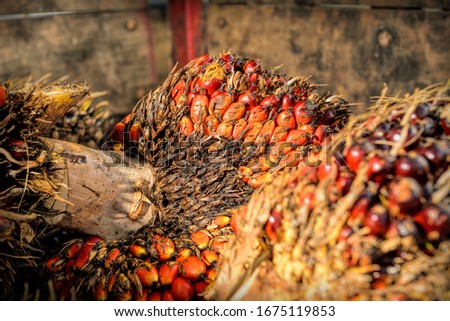 African Oil Palm(Elaeis guineensis). Oil palm originates from west africa but its cultivated in many tropical regions of the world. Indonesia & Malaysia produce about 85% of the palm oil in the world.