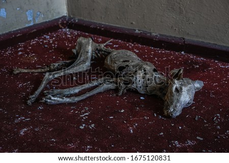 Mummified dog on the carpet in abandoned former soviet military barracks, Germany