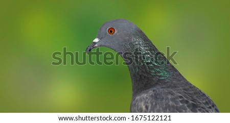 Grey domestic pigeon on a green blurred background, side view.