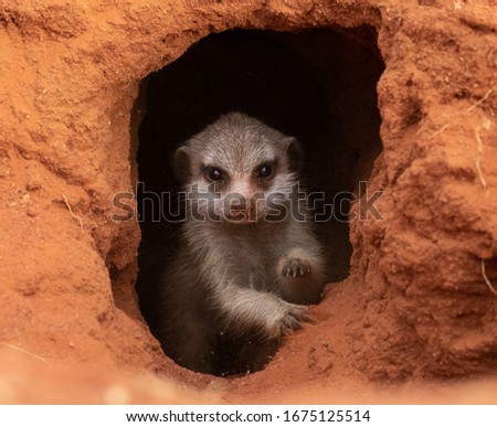 Meerkat Pup emerging from it's burrow in the early morning. 