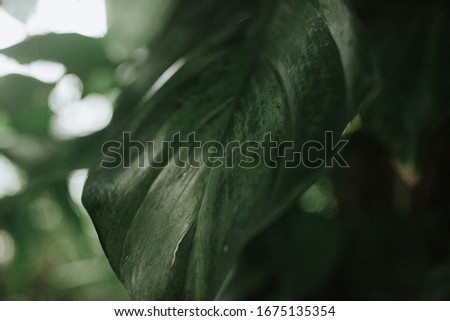 Botanic Gardens. Natural green tropical leaves, abstract green texture, nature background