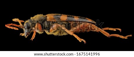 Cerambycid beetle  Macro specimen, Flying insect, side