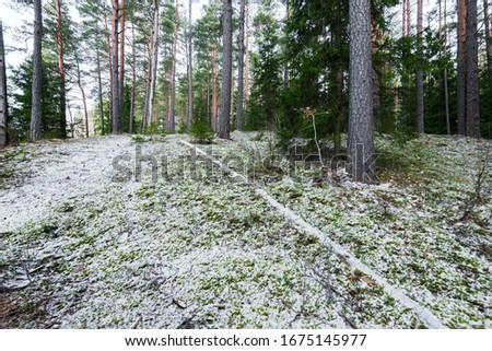 A pathway through the snow-covered mixed coniferous forest, green pine and spruce trees, tree logs close-up, Germany