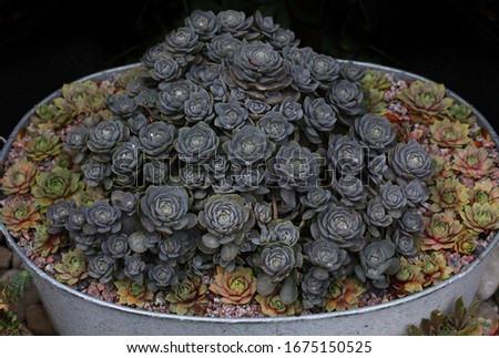Beautiful orostachys iwarenge - chinese dunce cap - succulent plant in a metal container with sempervivum  - hen and chicks plants