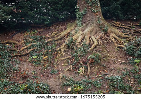 Image of old mystery tree roots in a forest
