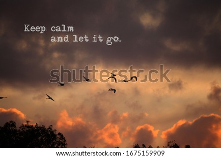 Keep calm  and let it go with bird flying during sunset