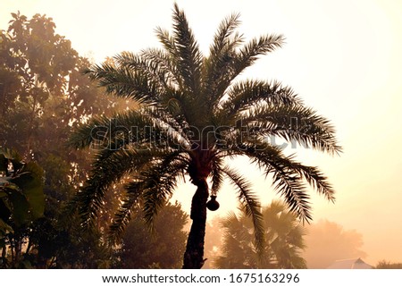 Branches of date palms, popular drink from this tree, winter season's nature in village, sunshine in nature  