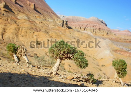 miniature tree in the arid areas of Altyn-Emel Natural Park, Kazakhstan