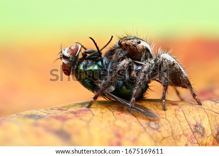 Spider macro Stacking - Amazing nature