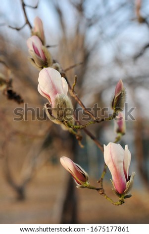 Spring. Close- up of Magnolia flowers. Blue sky.